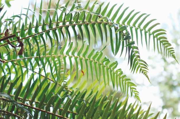 Free photo green leafed plant