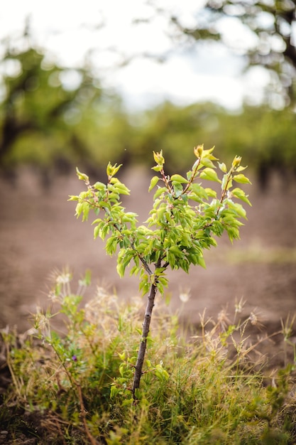 Green-leafed plant