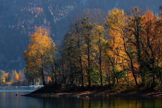 Green-leafed trees near body of water