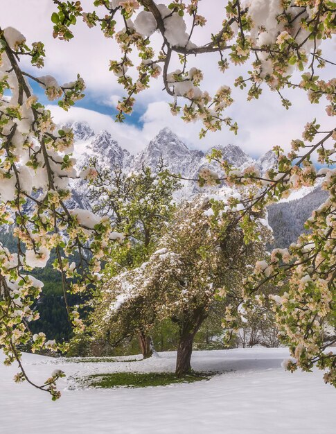 Green leafed trees with snowy ground and mountains