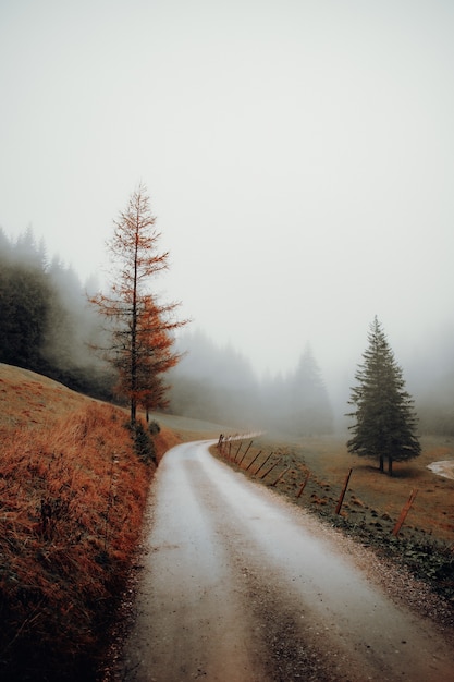 Free photo green-leafed trees