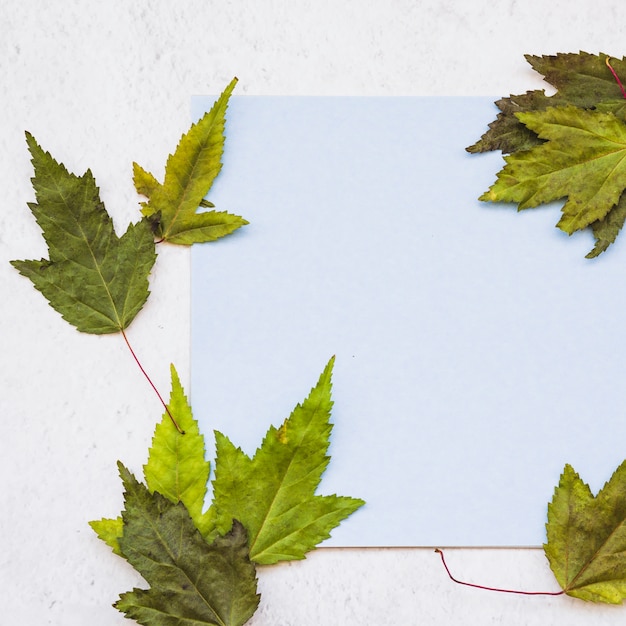 Free Photo green leaves around blue sheet of paper