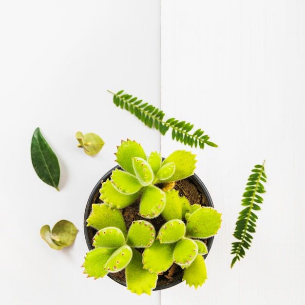 Free photo green leaves around potted succulent