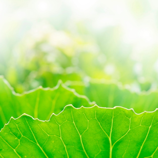 Green leaves background