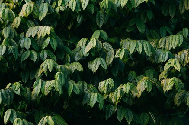 Green leaves background