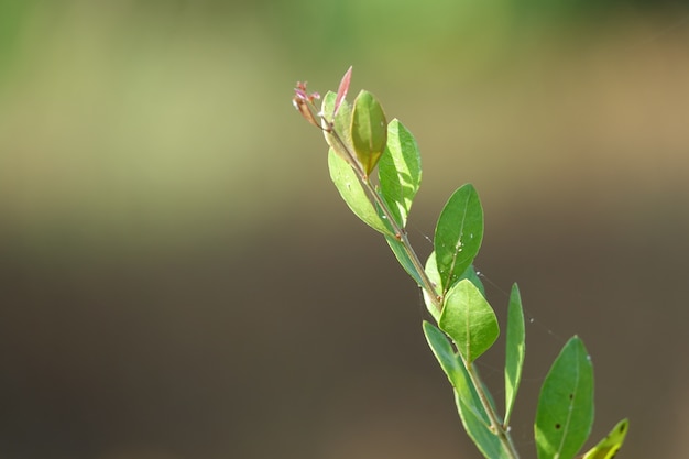 Green leaves on a branch with background out of focus