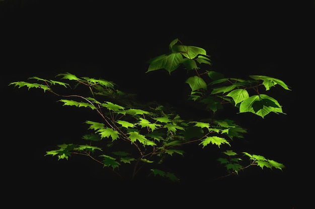 Green leaves on branches isolated on a black background