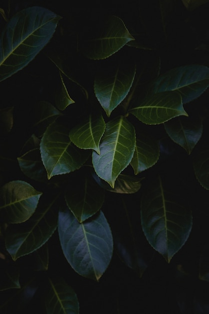 Free photo green leaves in close up