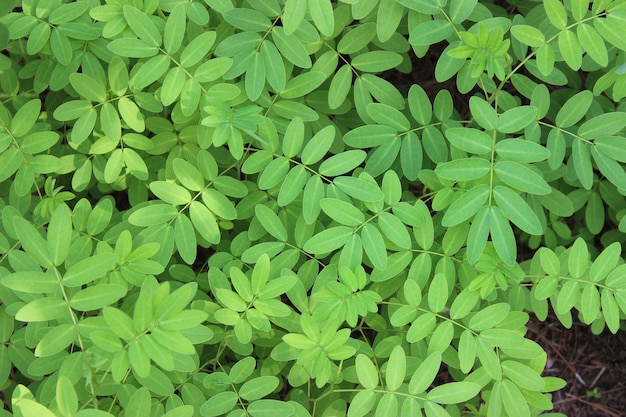 Green leaves closeup