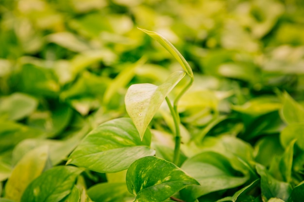 Green leaves of epipremnum aureum plant