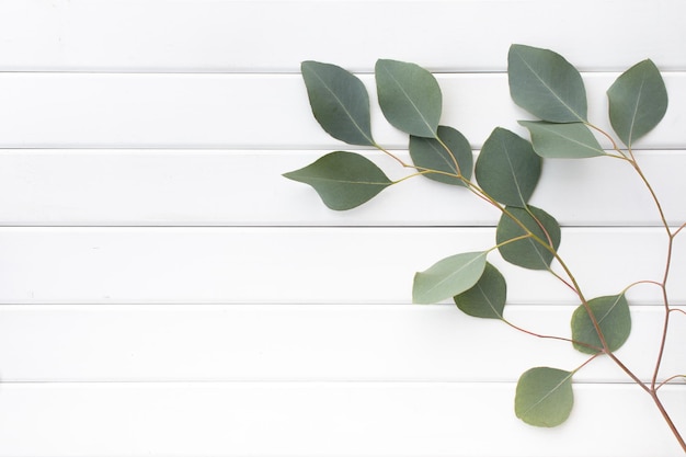 Free photo green leaves of eucalyptus branches on a wooden background