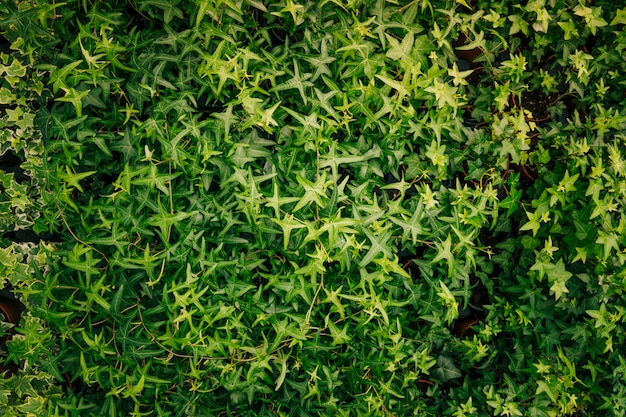 Green leaves of ivy covering the wall