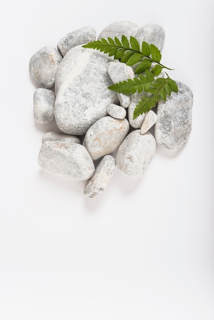 Free photo green leaves on pebbles