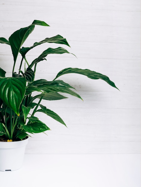 Free Photo green leaves plant in white pot against white background