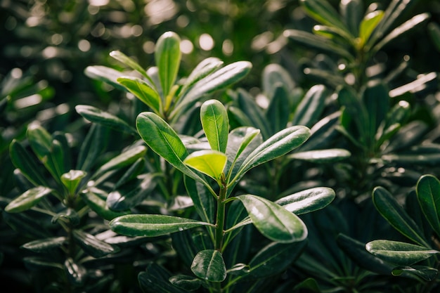 Free photo green leaves in the sunlight