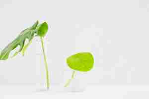 Free photo green leaves in transparent glass vase against white background