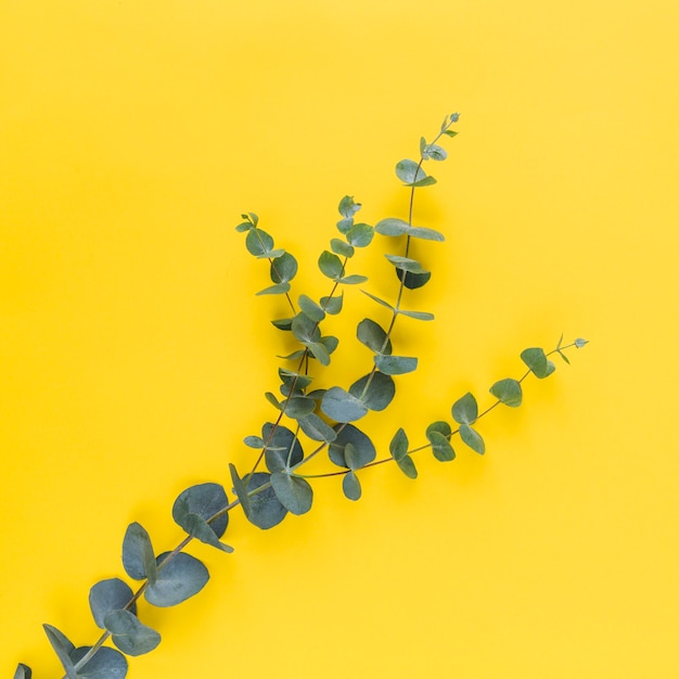 Free Photo green leaves on twig against yellow background