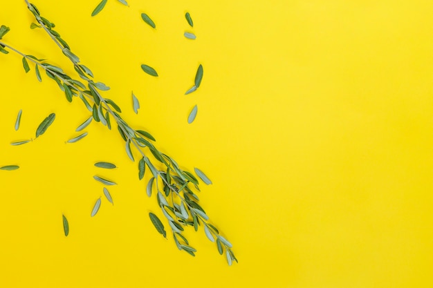 Free photo green leaves twig on yellow backdrop