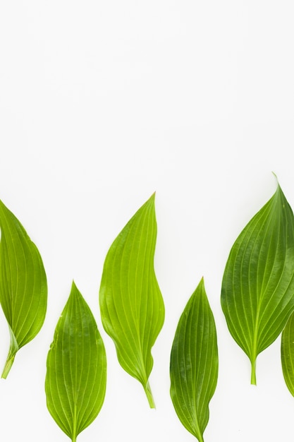 Free photo green leaves on white backdrop