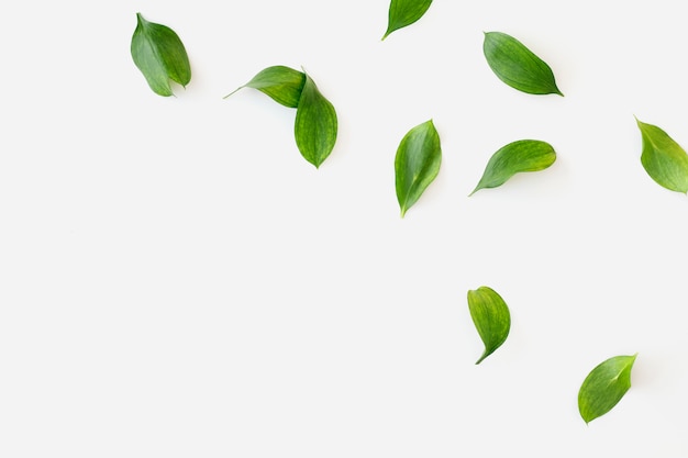 Green leaves on white background