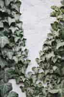 Free photo green leaves on white concrete wall