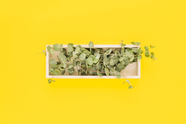 Free Photo green leaves in the white wooden tray on yellow background