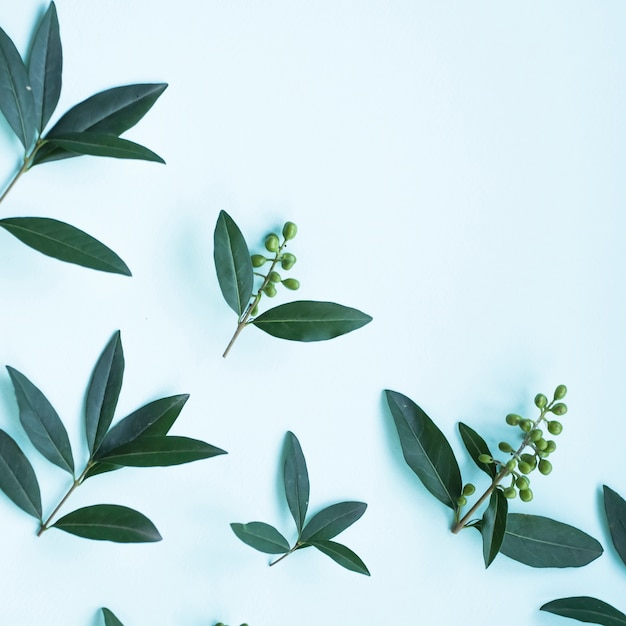 Free photo green leaves with berries on blue background