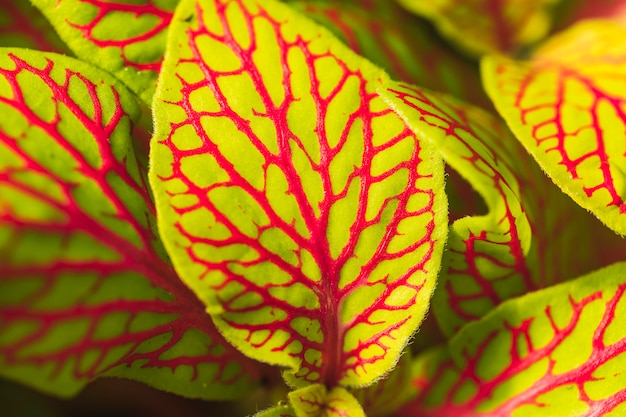 Free Photo green leaves with red pattern