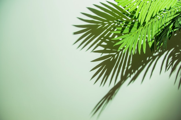 Green leaves with shadow on colored background