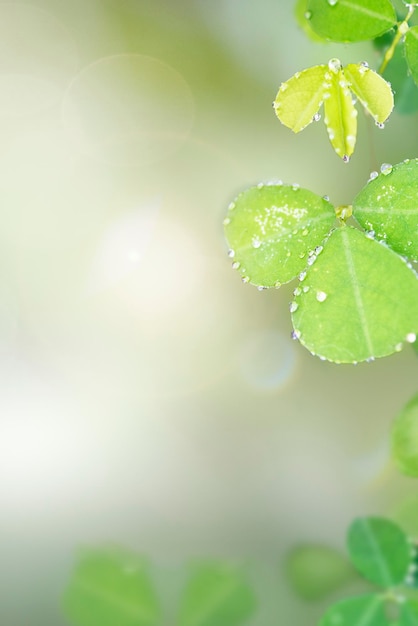 Free Photo green leaves with water drops background