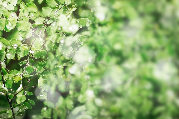 Free photo green leaves with water drops