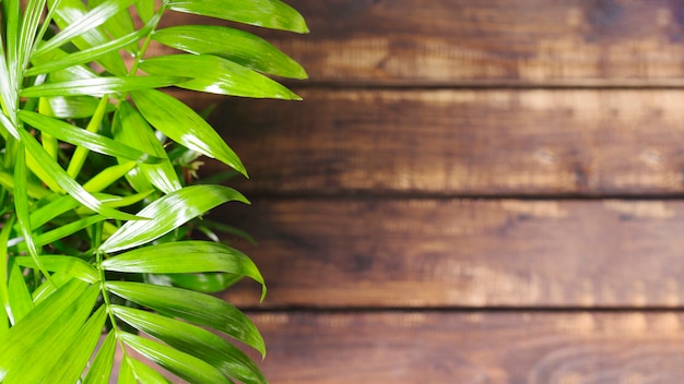 Green leaves and wooden table