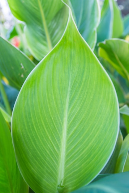 green leaves