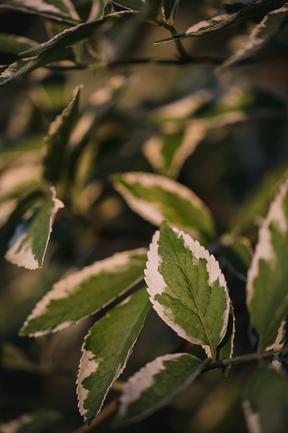 Green leaves