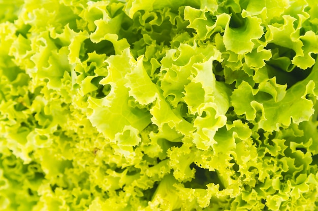 Free photo green lettuce