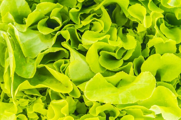 Green lettuce