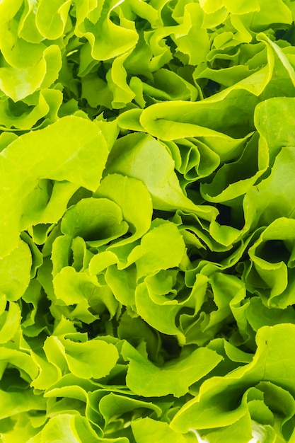 Free photo green lettuce