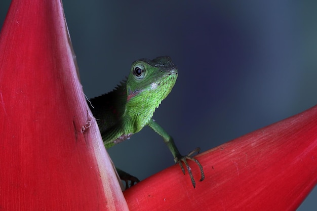 Free photo green lizard on branch green lizard sunbathing on branch green lizard  climb on wood