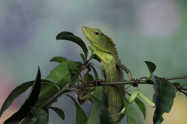 Green lizard on branch green lizard sunbathing on branch