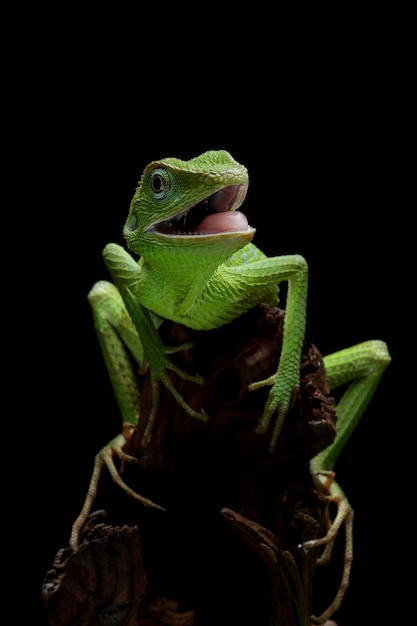 Free Photo green lizard on branch green lizard sunbathing on wood green lizard climb on wood jubata lizard closeup