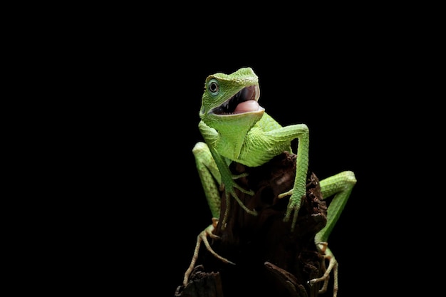 Free photo green lizard on branch green lizard sunbathing on wood