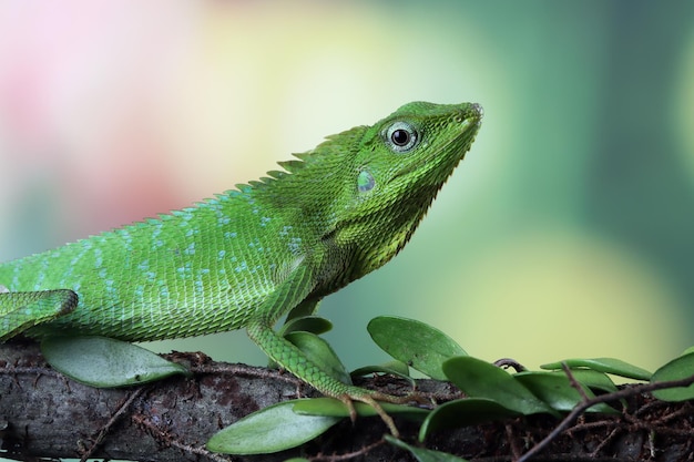 Free photo green lizard on branch green lizard sunbathing on wood