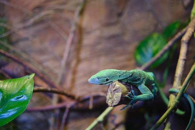 Green lizard on a branch of a tree with blurred background