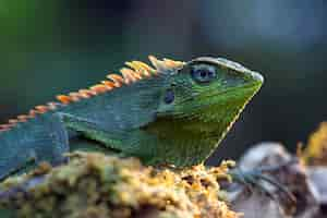 Free photo green lizard sunbathing on branch