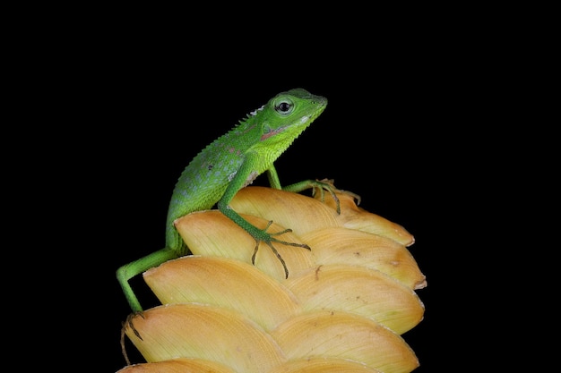 Free photo green lizard on yellow bud with black background