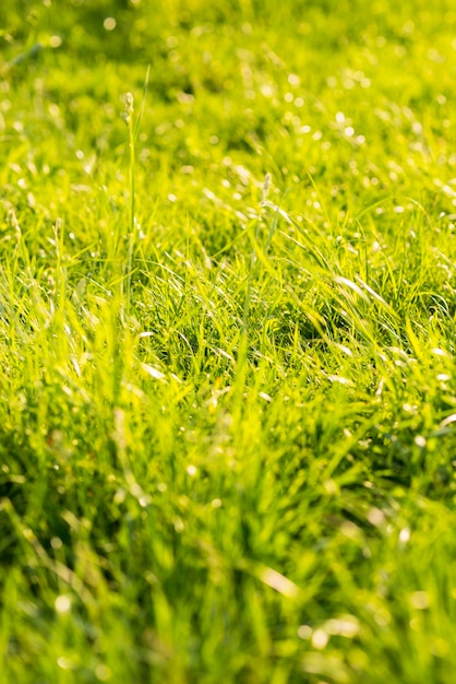 Free photo green long grass in summer