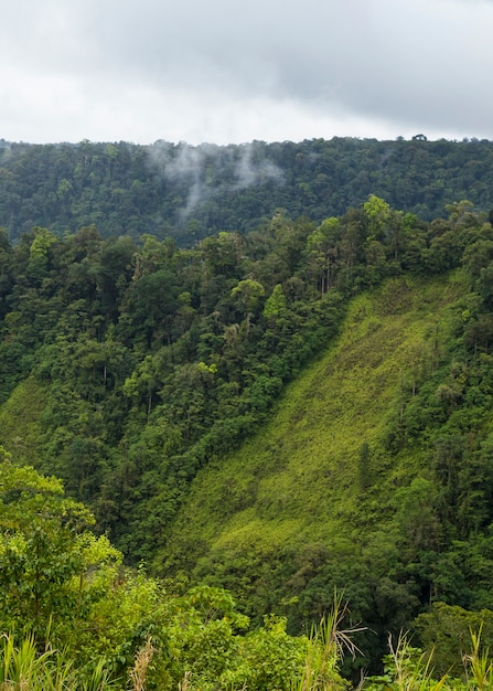 Green lush valley and mountain in costa rica