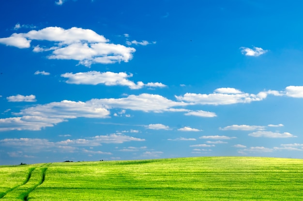 Free photo green meadow on a sunny day