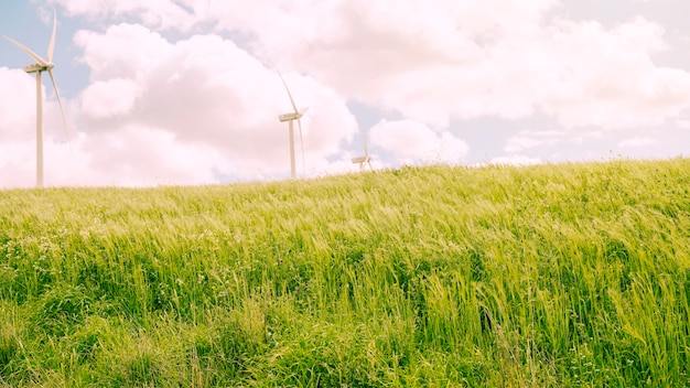 Green meadow with cloudy sky