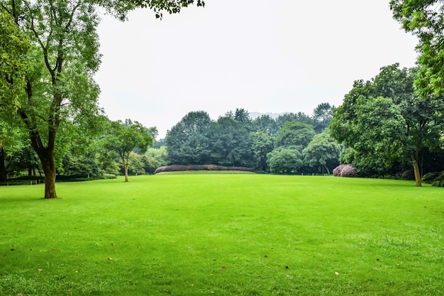 Green meadow with leafy trees